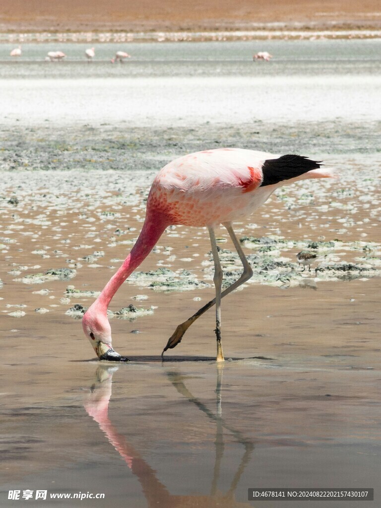 火烈鸟