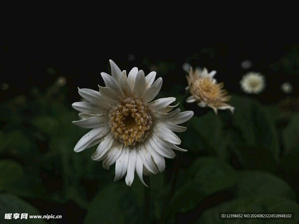 非洲菊