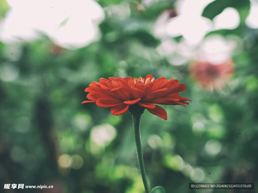 非洲菊