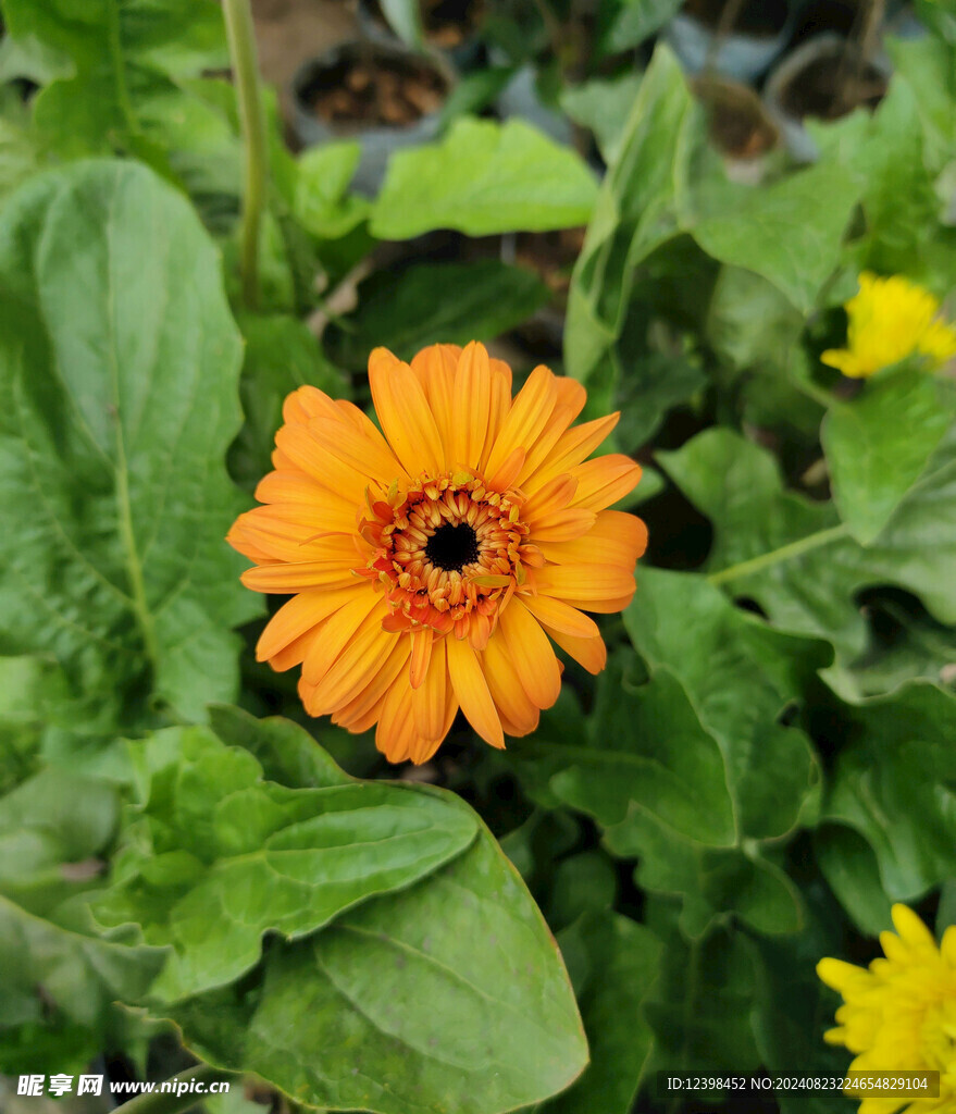非洲菊