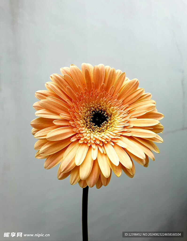 非洲菊