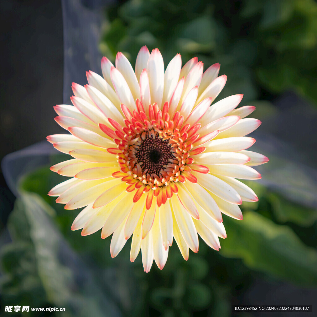 非洲菊
