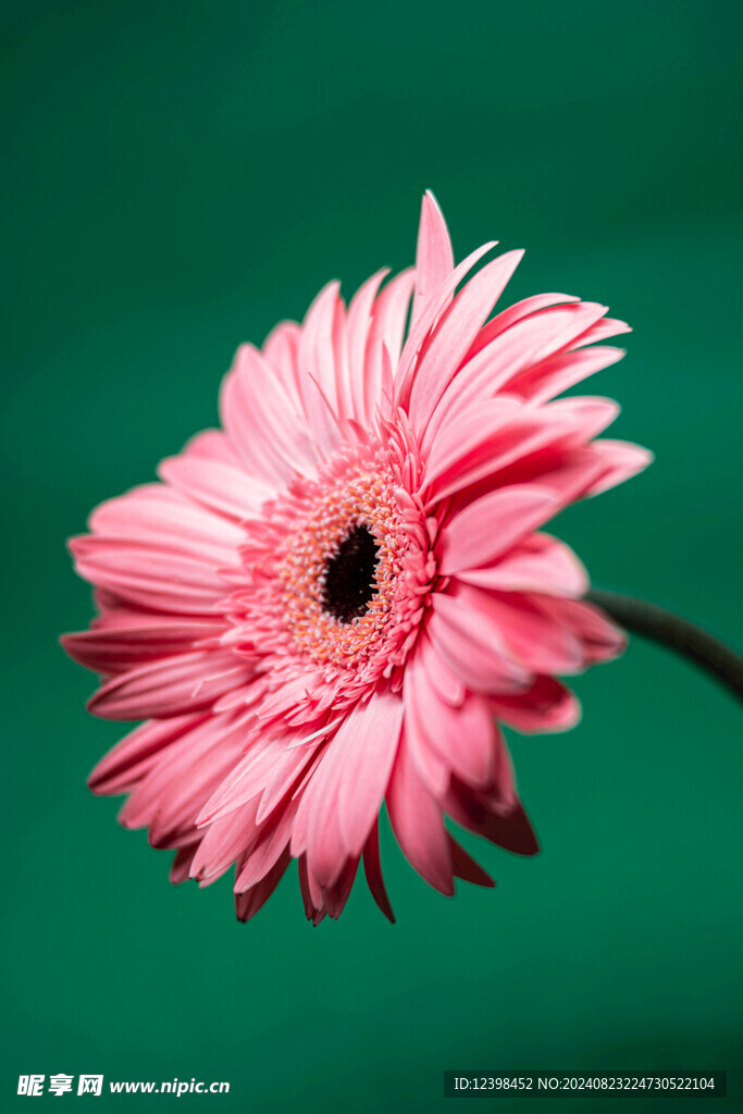 非洲菊