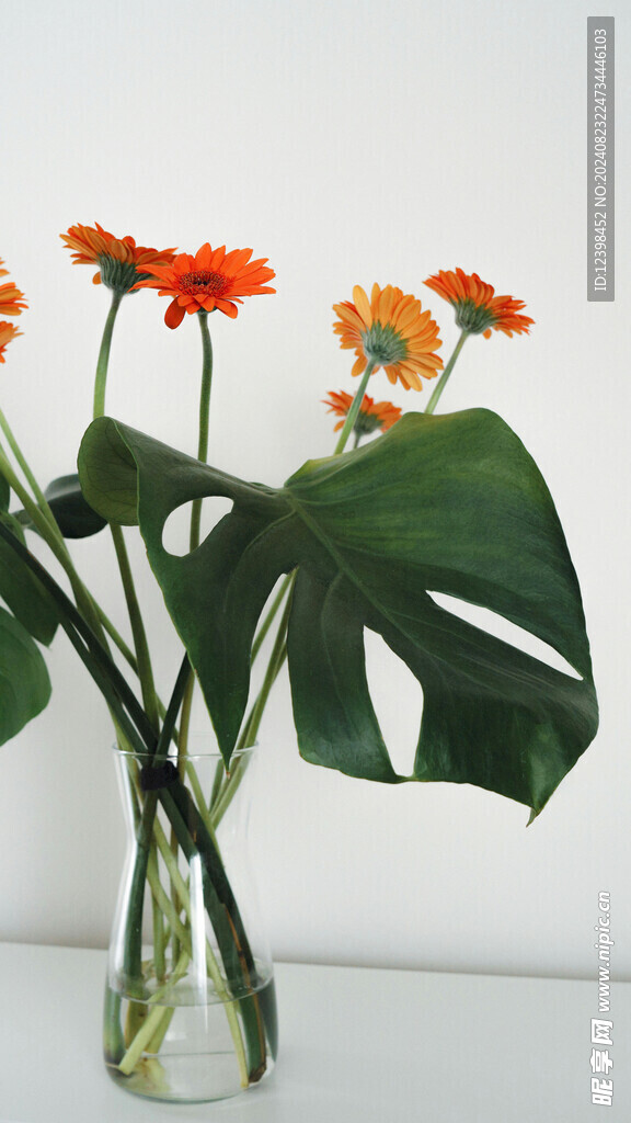 非洲菊