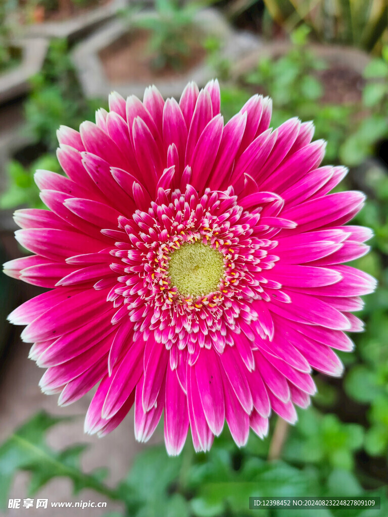 非洲菊