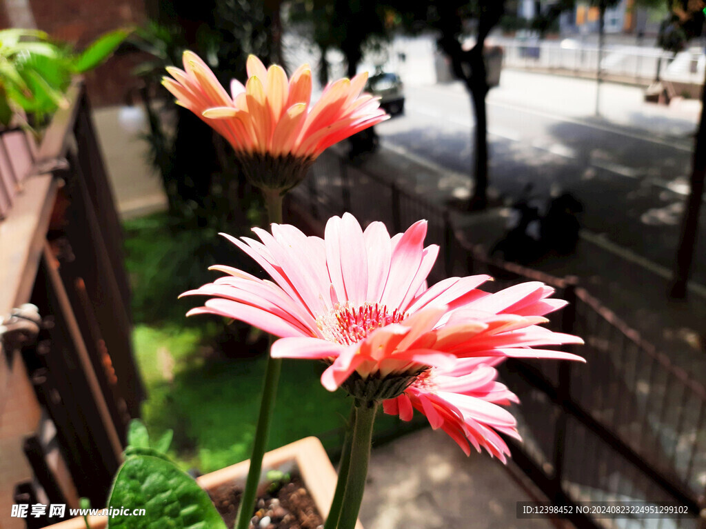非洲菊