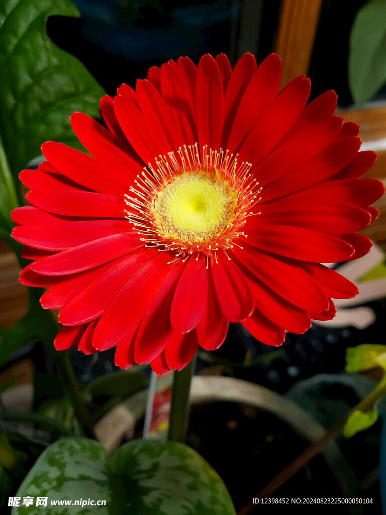 非洲菊