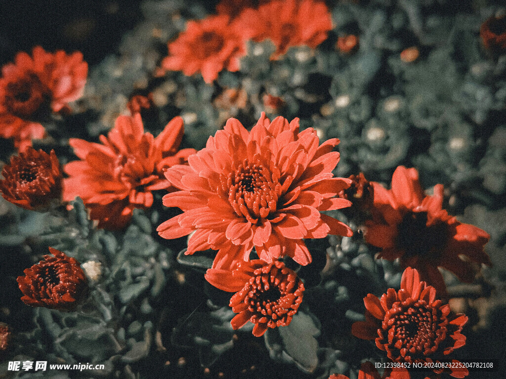 非洲菊