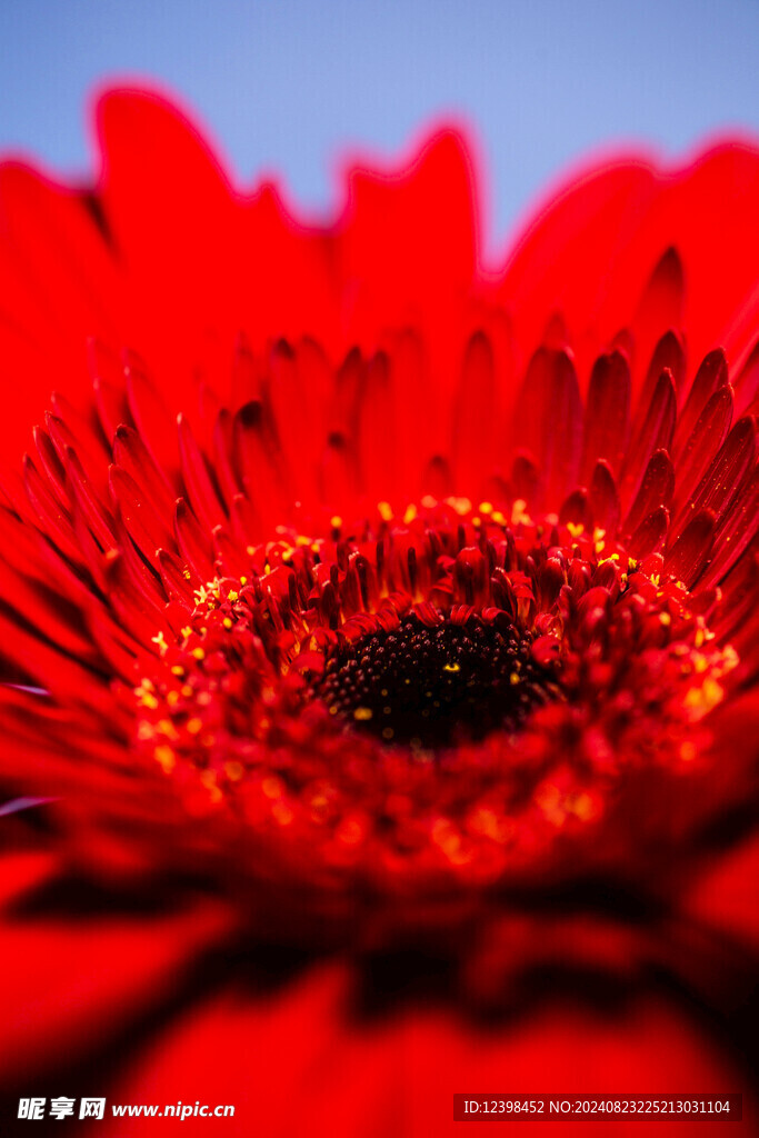 非洲菊