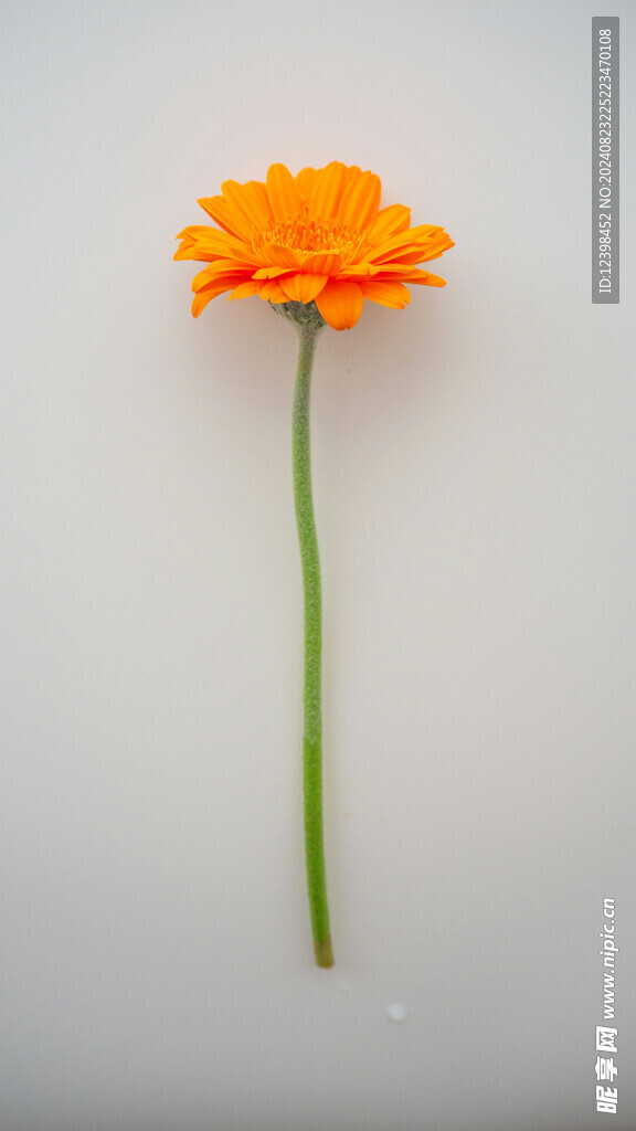 非洲菊