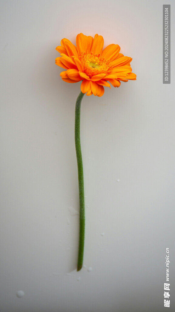 非洲菊