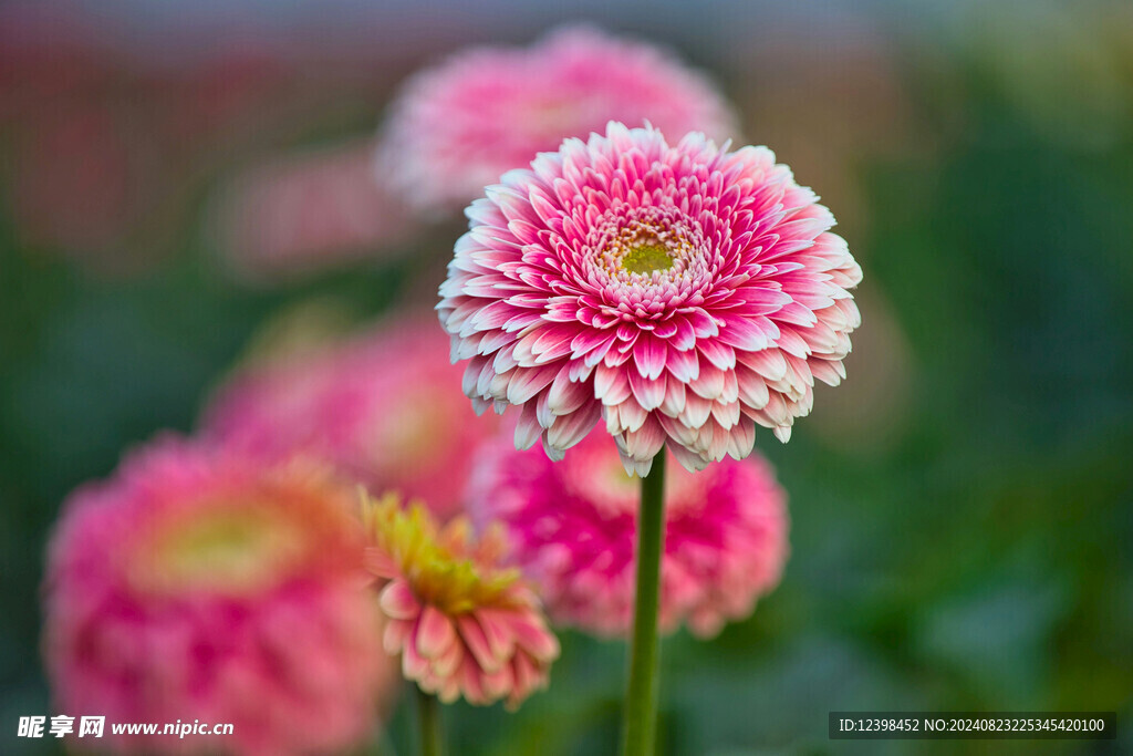 非洲菊