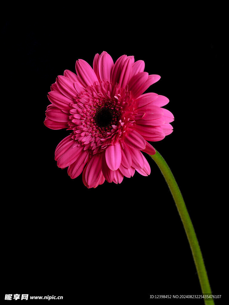 漂亮的非洲菊花朵