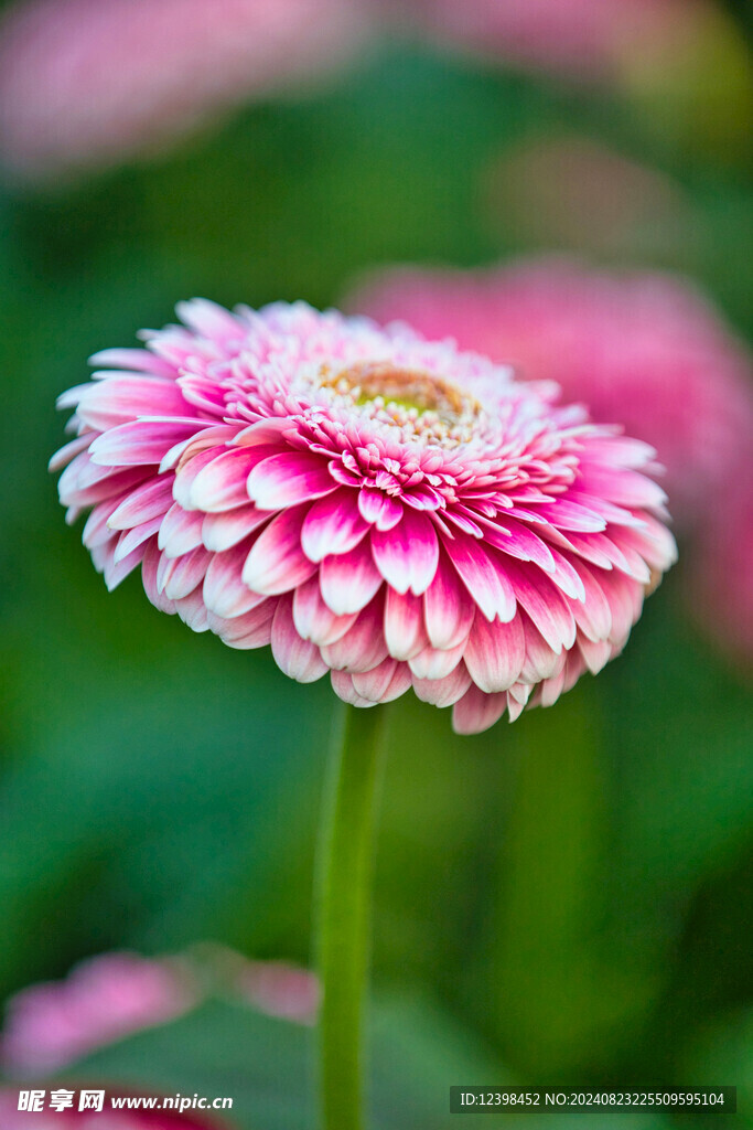 漂亮的非洲菊花朵
