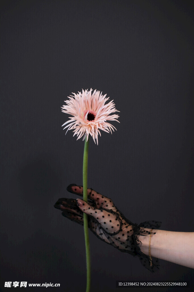 漂亮的非洲菊花朵
