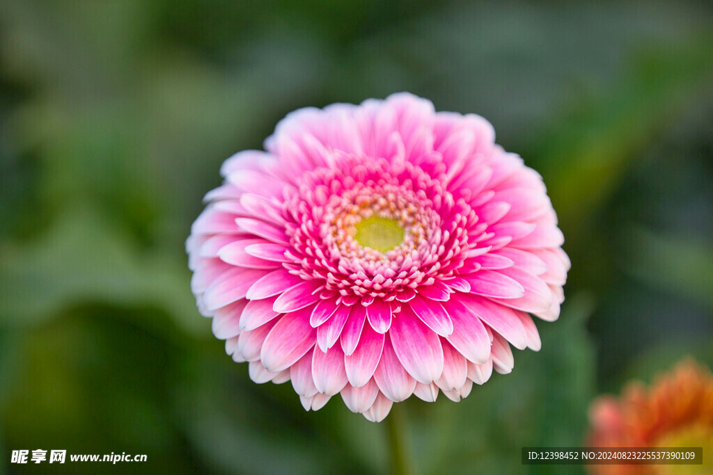 漂亮的非洲菊花朵