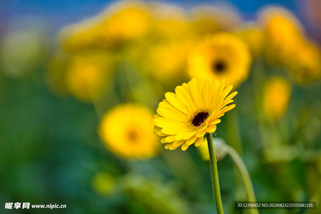 非洲菊