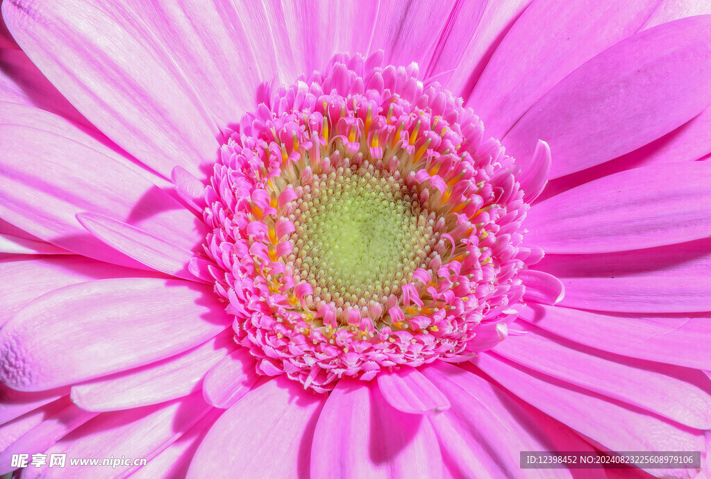 非洲菊