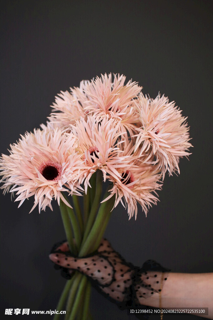 非洲菊