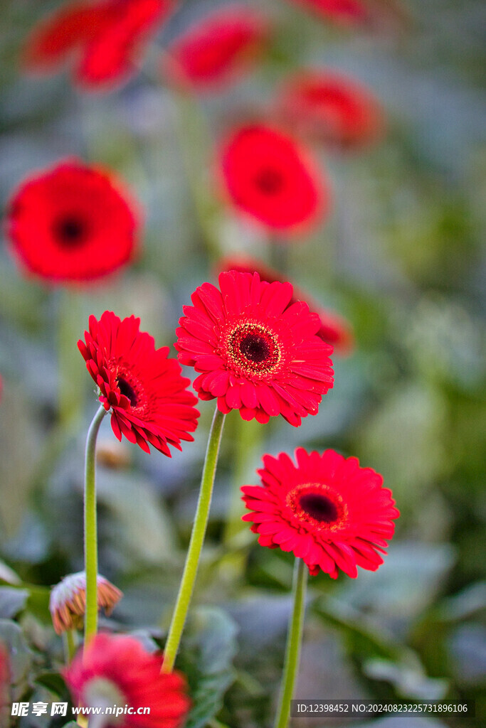 非洲菊
