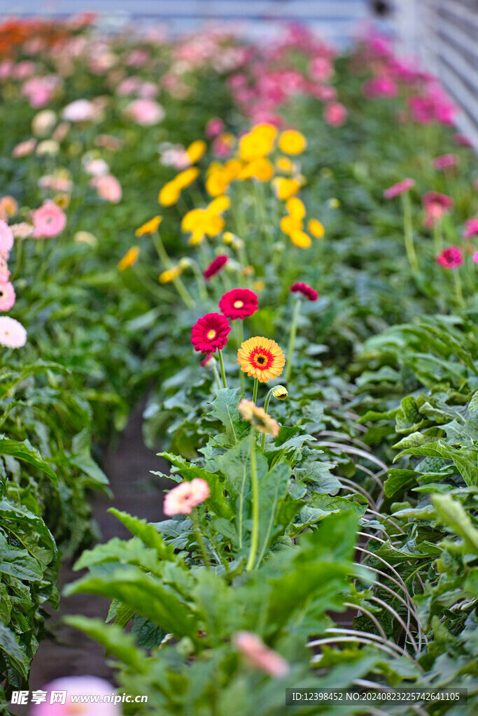 非洲菊