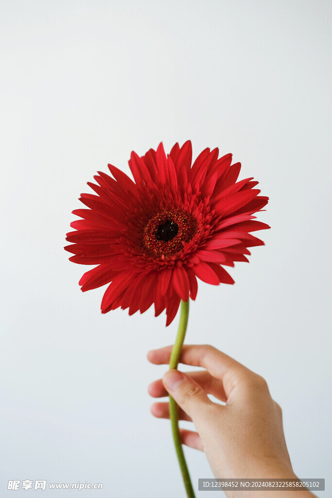 非洲菊