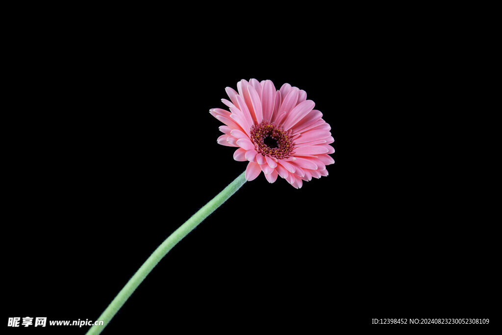非洲菊
