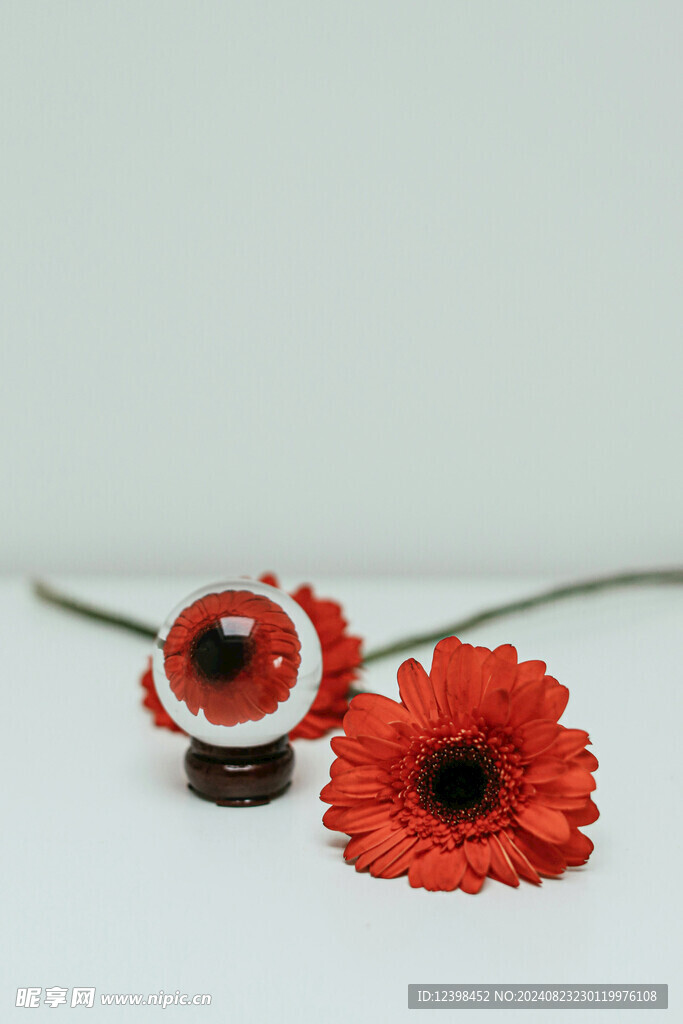 非洲菊花朵