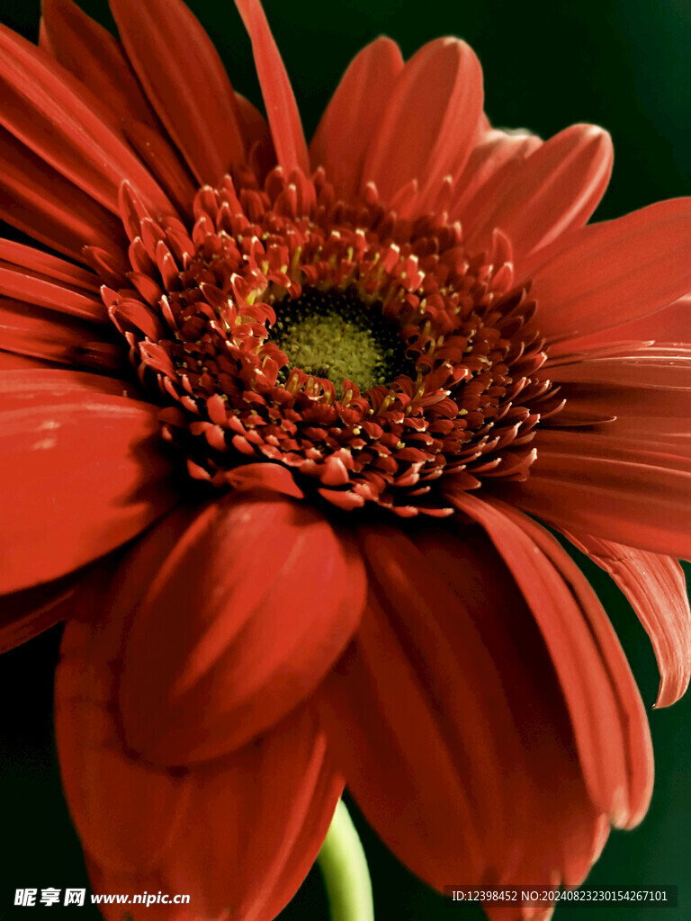 非洲菊花朵