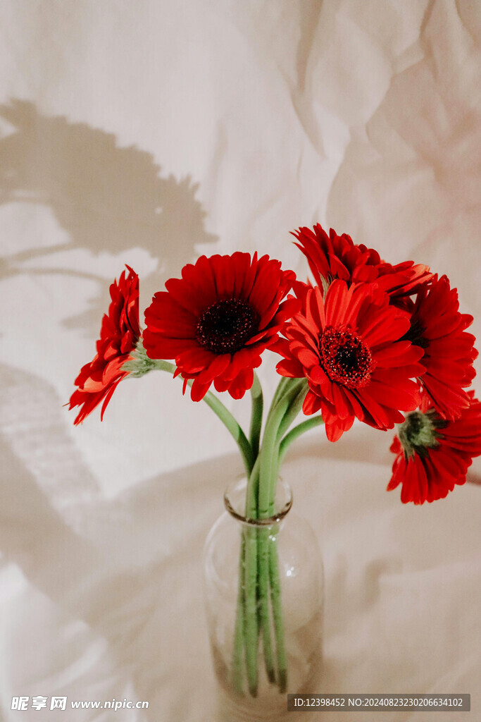 非洲菊花朵