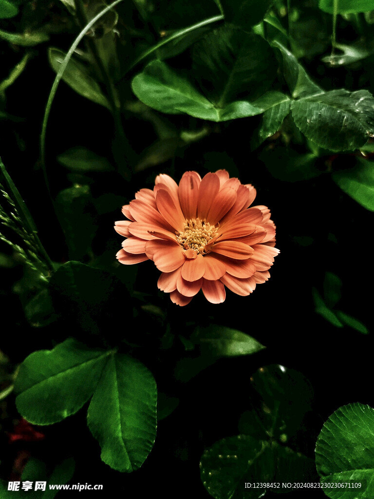 美丽的非洲菊鲜花