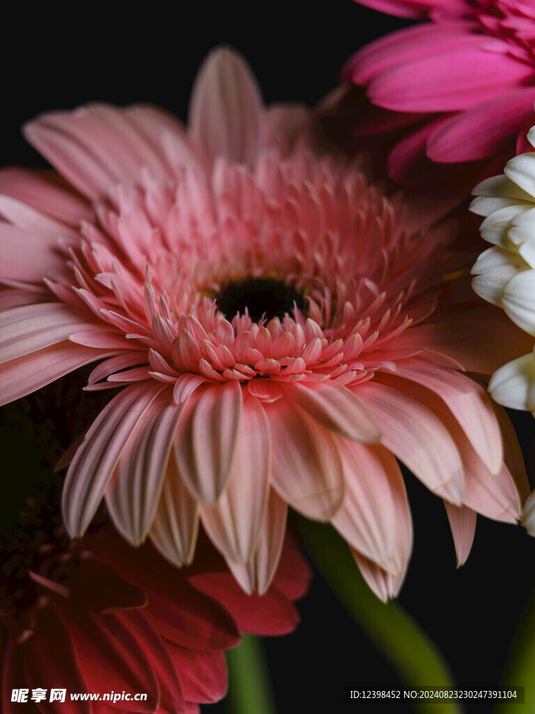 美丽的非洲菊鲜花