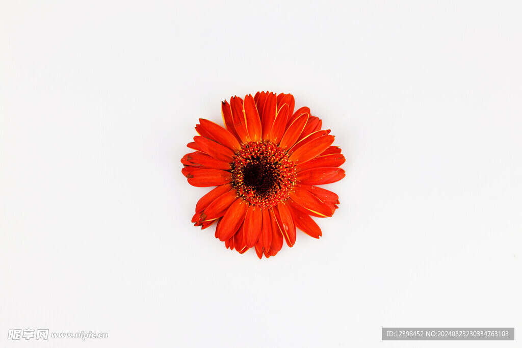 美丽的非洲菊鲜花