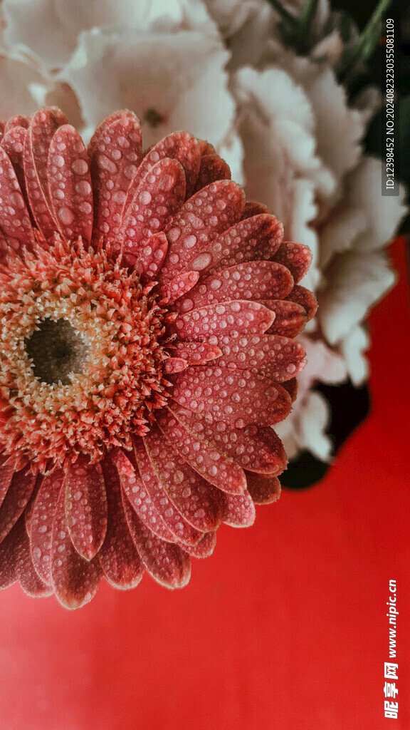 非洲菊