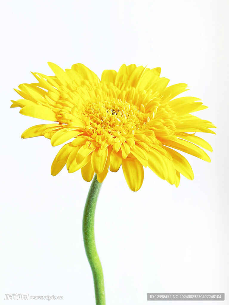 非洲菊