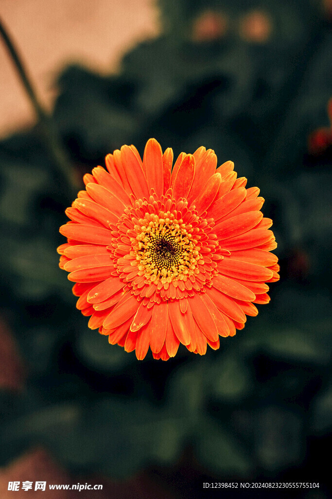 非洲菊