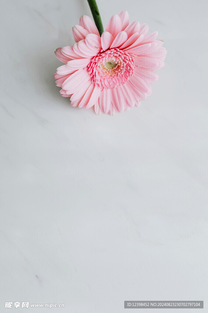 非洲菊
