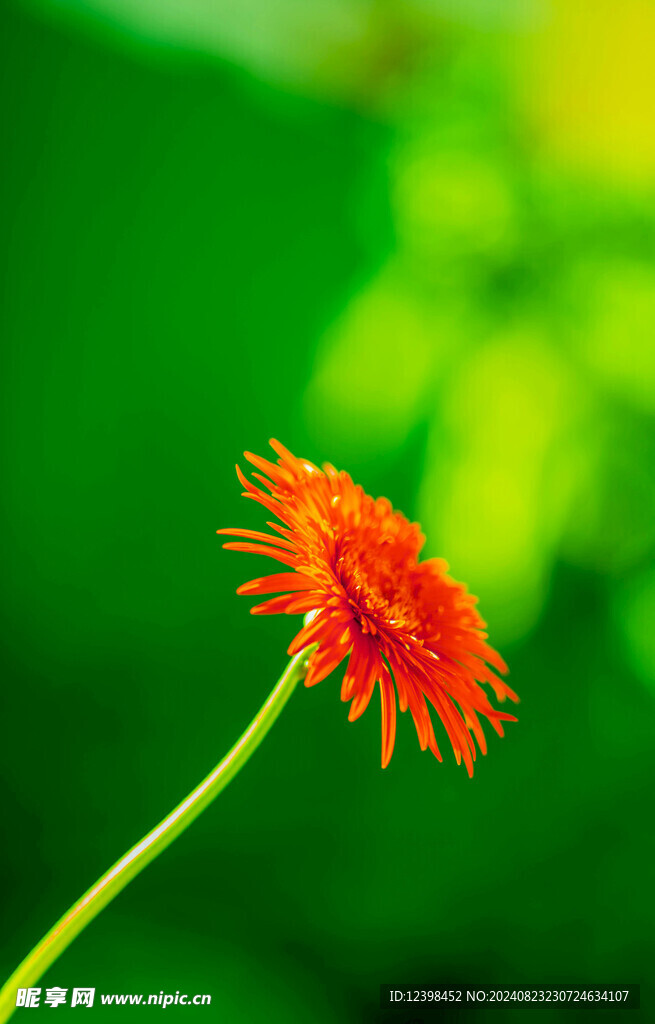 非洲菊