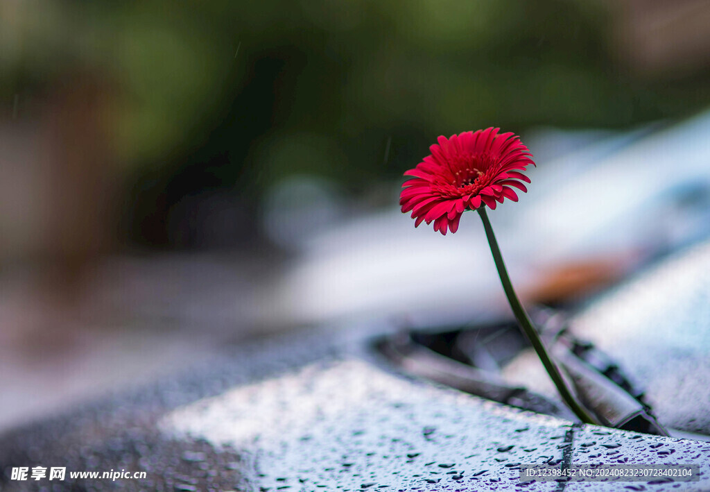 非洲菊