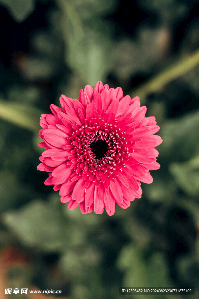 非洲菊