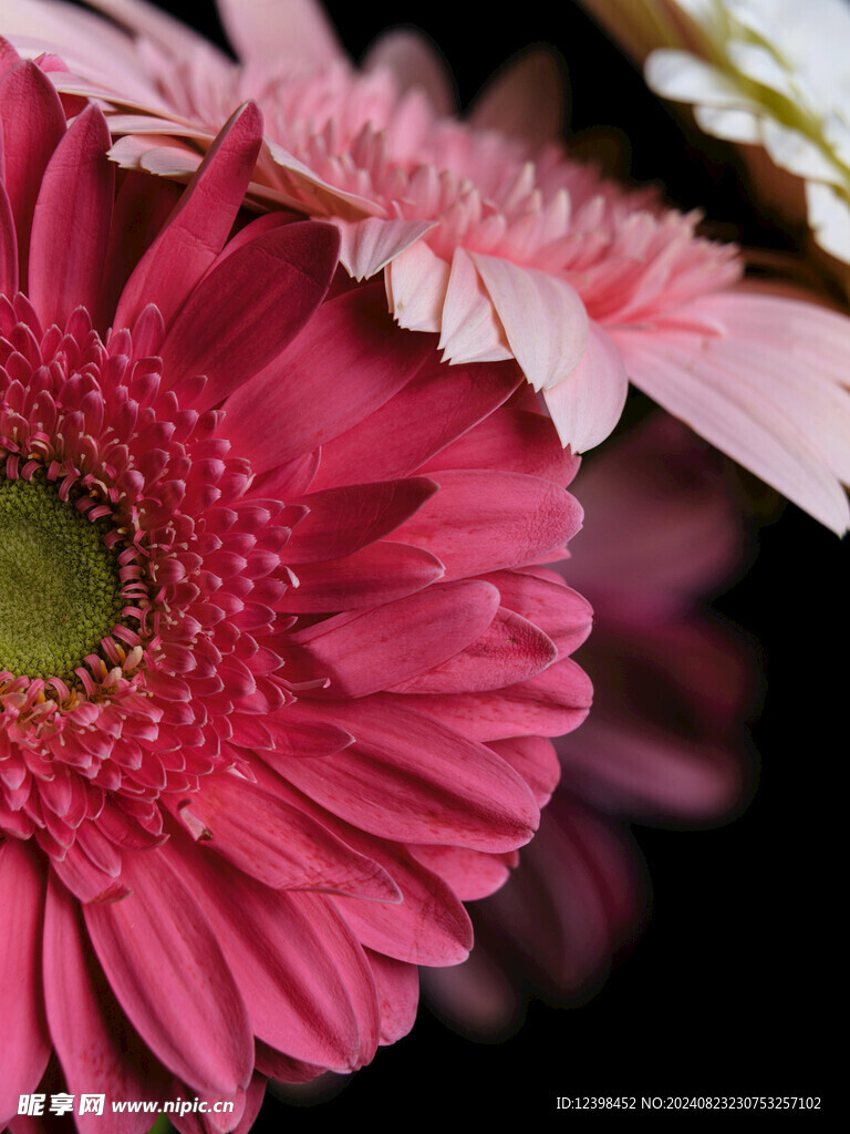 非洲菊