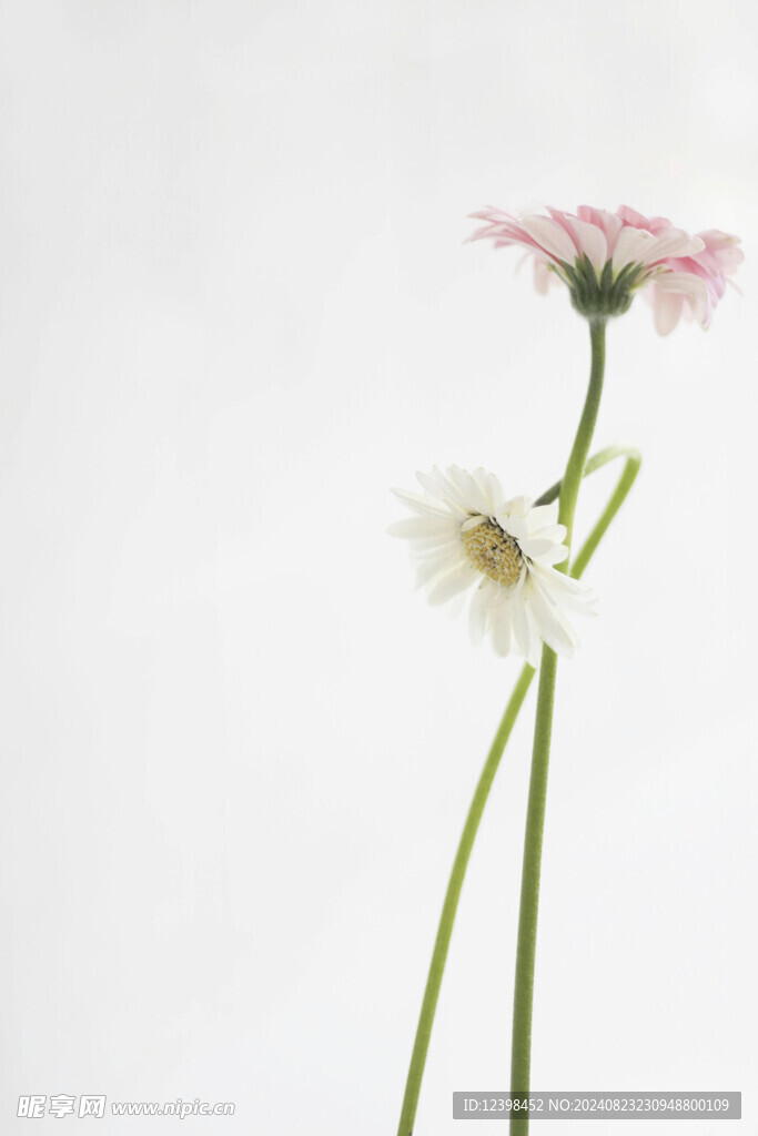 非洲菊