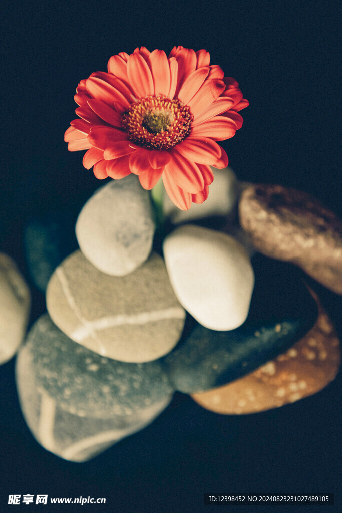 非洲菊