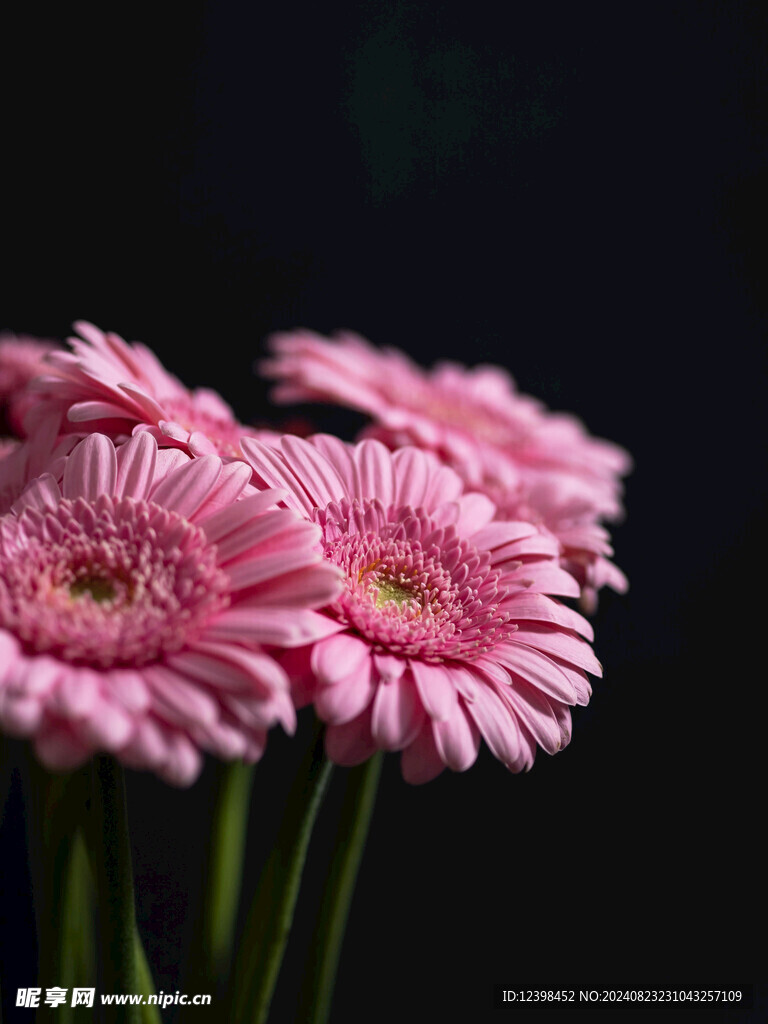 非洲菊