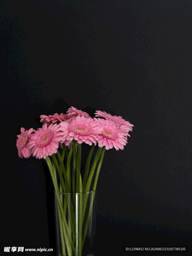 非洲菊