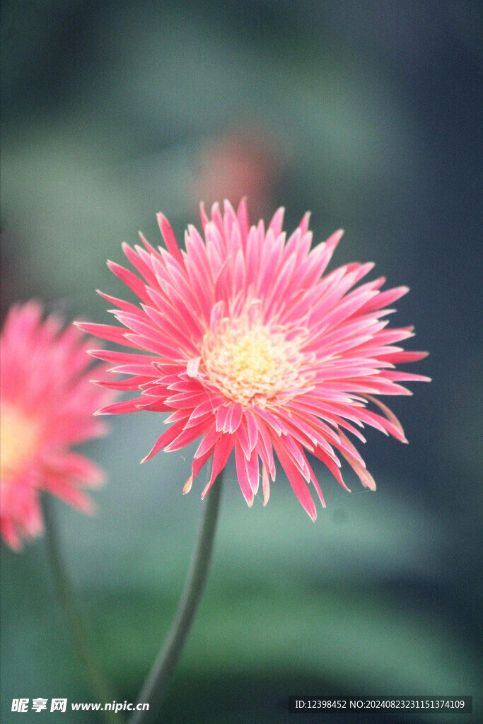 非洲菊