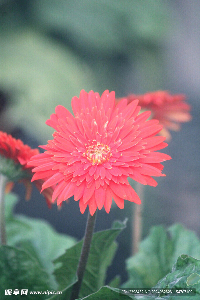 非洲菊