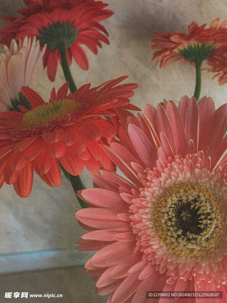 非洲菊
