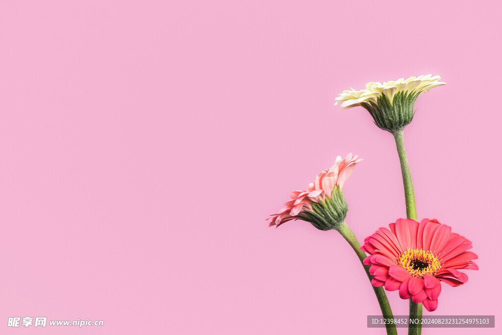 非洲菊