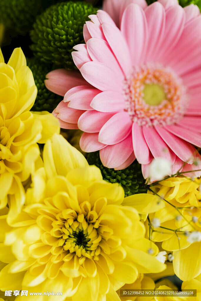 非洲菊